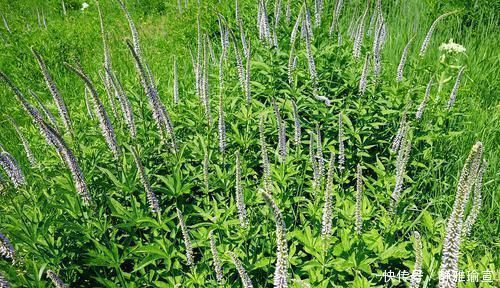 蒲公英|44种独味中药特效偏方！一味药治一种病！个个身怀绝技！赶紧收藏