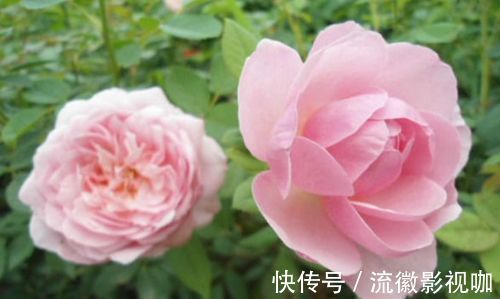 喜欢牡丹,不如养“优良月季”索尼亚里基尔,花繁叶茂,赏心悦目