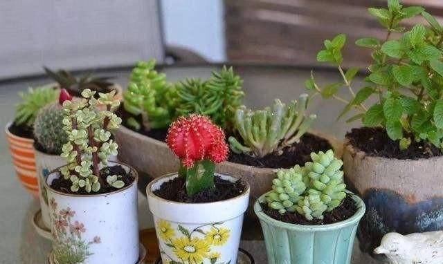 根部|花快死了别着急仍，学会这几种方法，能让植物起死回生，各个爆盆