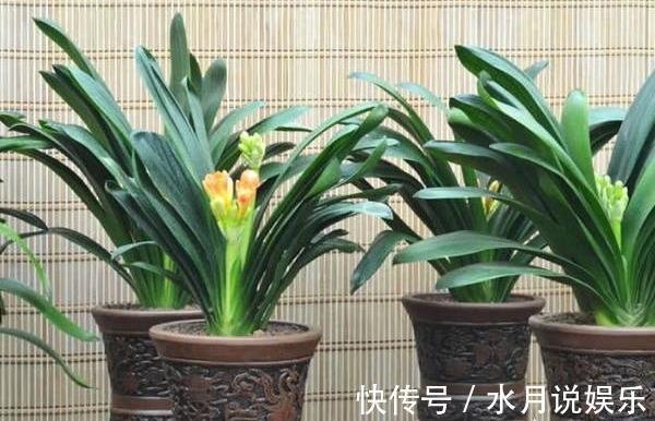 养君子兰,犯了2个错,不再整齐划一,歪七扭八太不像话