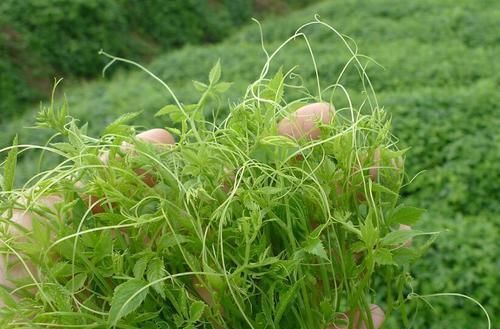 中年|生长在路旁,曾是开荒的拦路虎,殊不知是“南方人参”,名贵药材