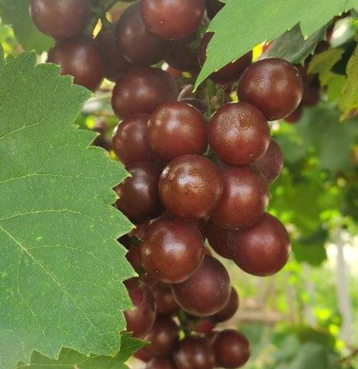 鸡毛菜|常见水果上市的季节,多吃应季蔬果,对身体有好处