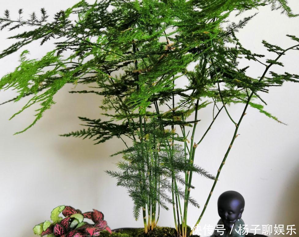 叶子|文竹发黄了怎么办全部剪掉,就能长出新叶子!