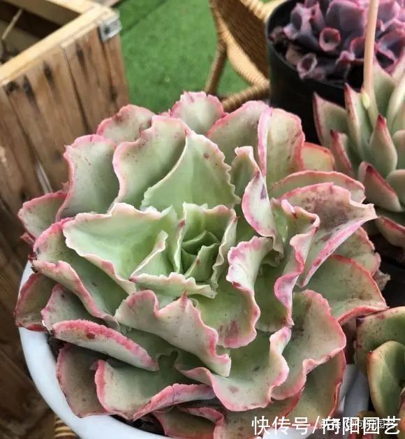 养多肉的4大“误区”,开春养多肉,最好不浇水,干土不烂根