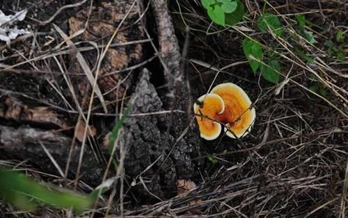 中医|中医:它是黄芪的“铁搭档”,坚持泡水喝一周,“肝”会感激你