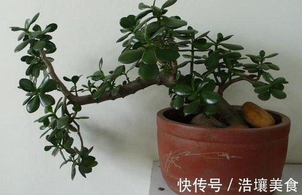 这3种“植物”,一个月不浇水,反而蹭蹭长,最适合懒人养花