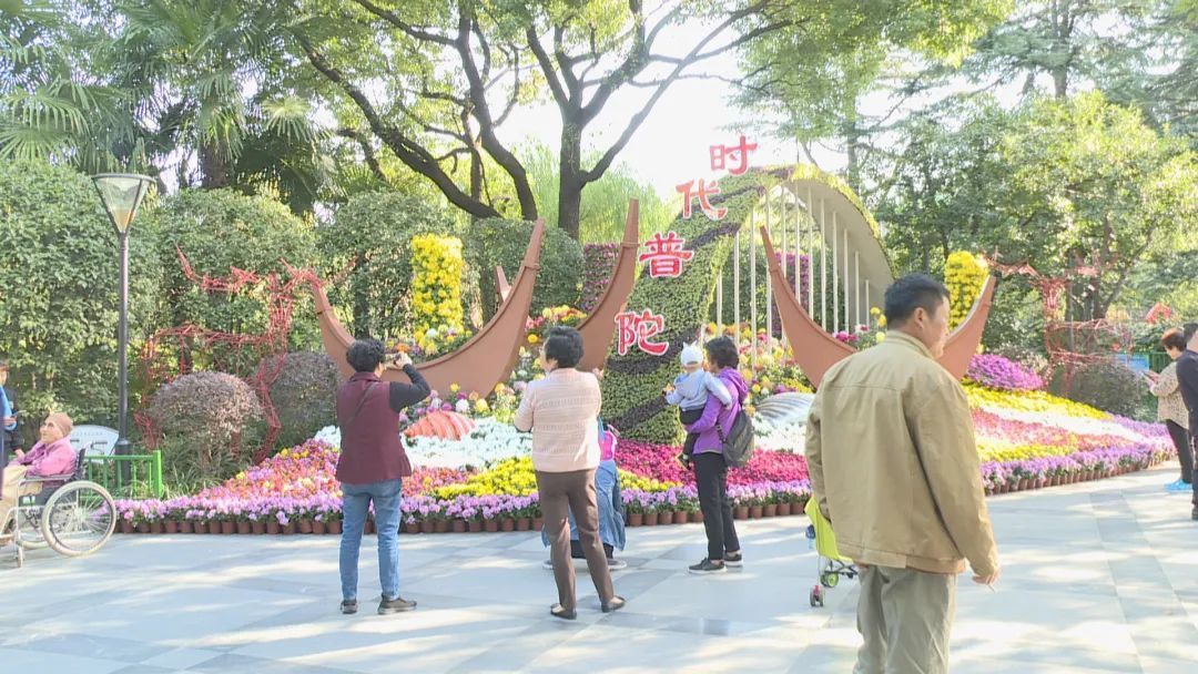 公园|美翻！近万朵菊花，在普陀这里统统免费观赏