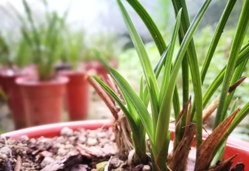 春分到，兰花施肥很重要，简单3步就能让兰花冒新芽