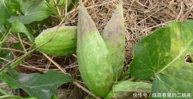 農村地里的這樣野果，稱之為“草藥之王”，能吃又能做藥材！