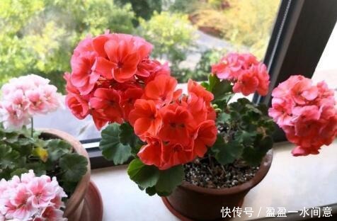 菊花|家有小阳台,就养“4种花”,春夏秋冬轮着开,365天都赏花!