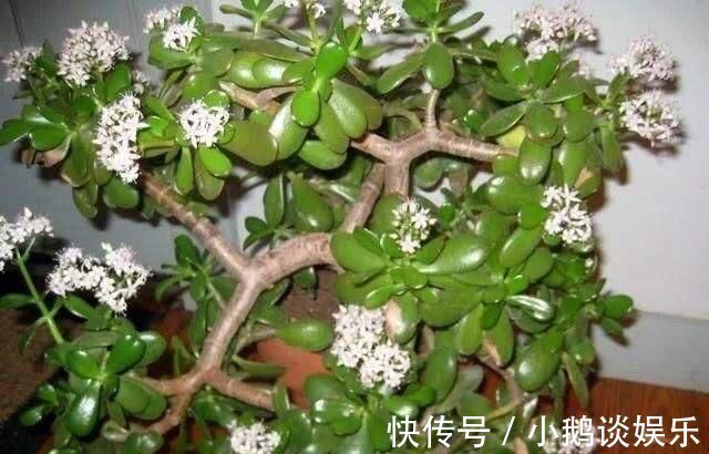 种花|“7种花”适合养家里,一年四季都能养,开花迷人,一盆养好多年