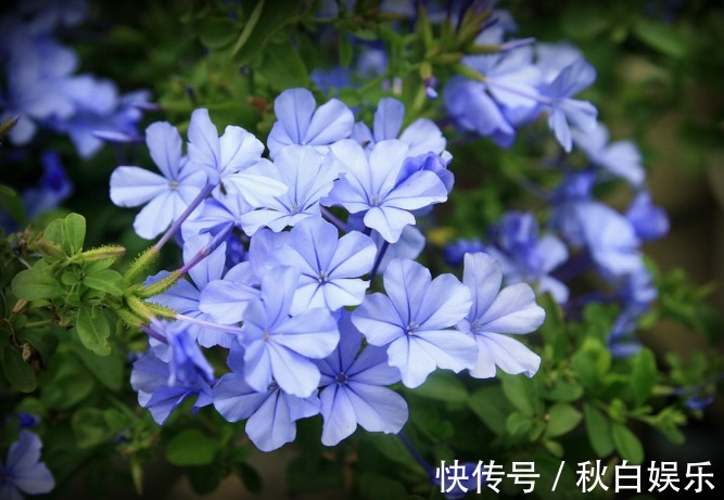 5种阳台小花，懒人一样养，轻松开出花海，好养好看，美丽怡人