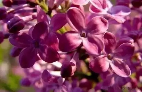 瑞香花|全国56市市花,太美了