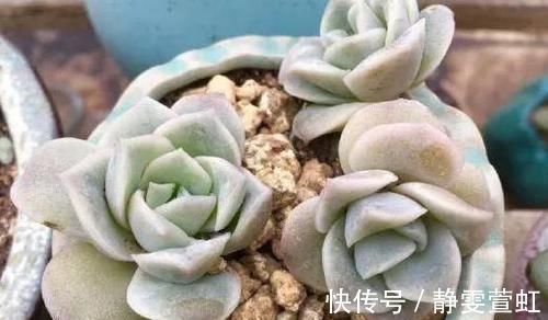 烫面|做烙饼，有人烫面，有人抹油，都不对！教你这样做，香软不发硬