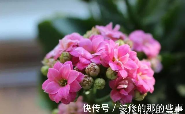 长寿花轻轻一碰就掉叶子，是这几个方面的情况造成的，要及时处理