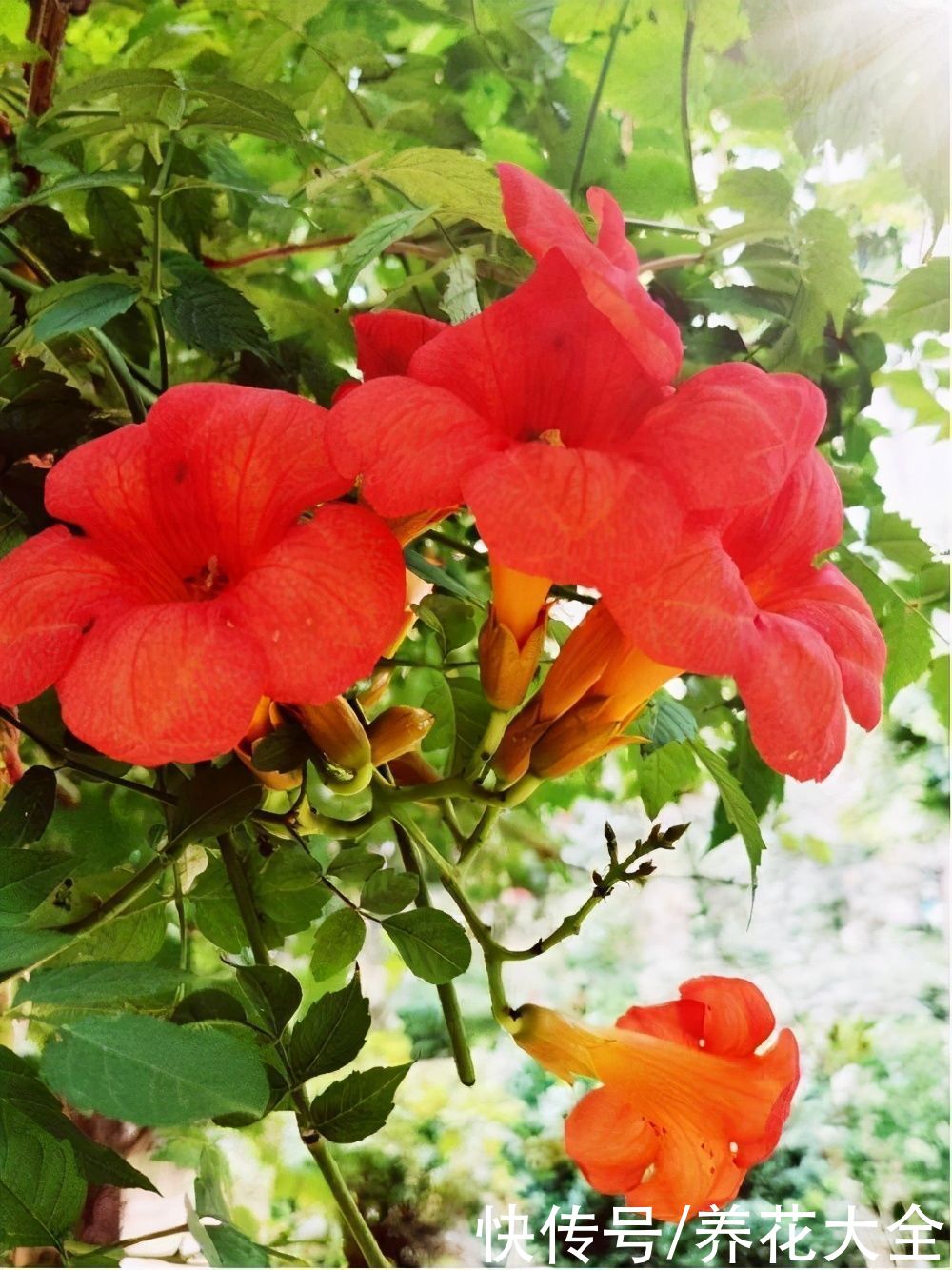 3种植物要谨慎养护，不然泛滥成灾，想清理干净都很难