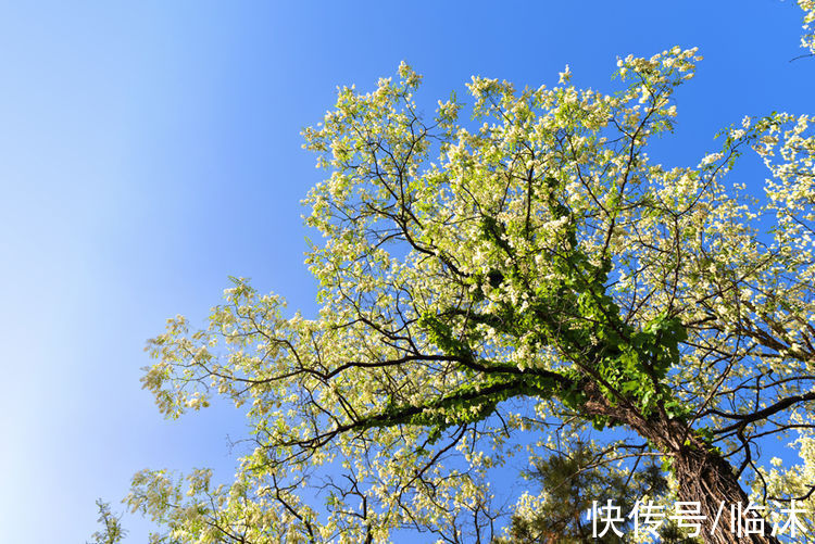 情定三生|美丽的苍马山