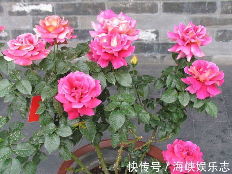 花芽|你扔掉的月季、蝴蝶兰,被我捡回来,养了1个月,嗖嗖冒“花芽”