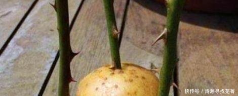 养花给花卉喂点土豆,比花肥还好用,让花卉蹭蹭长!