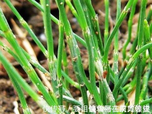 尖锐湿疣|农田里的野草,曾用来喂兔子,如今30元一斤,若你家乡有请珍惜!