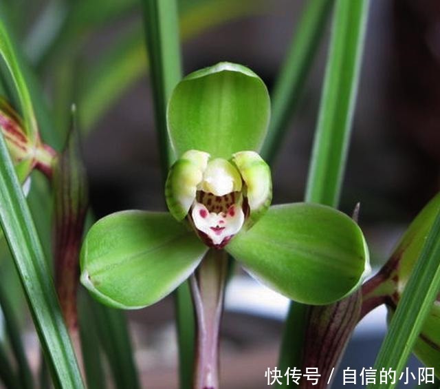 兰花|盆栽兰花花艺鉴赏