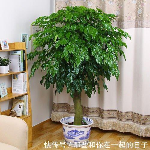 6种寓意美好的“树”,家里养上几盆,旺财又镇宅,年年发大财!