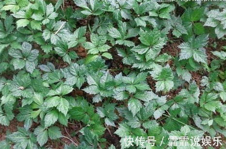 药用价值|农村一种野草,生长在水沟却很珍贵,药店里一斤90块