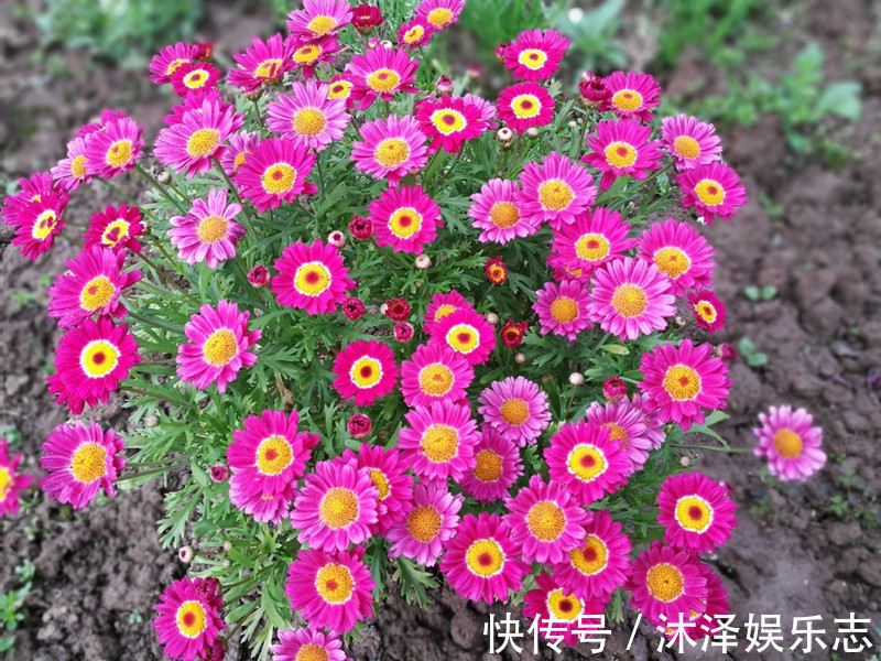 漂亮|开花最勤的室内盆栽绿植,全年有花开,花型奇特美丽,漂亮又好种