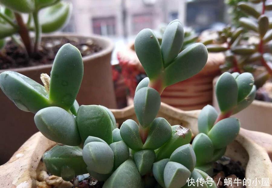 阳台上|如何快速养成鹿角海棠,学会这几点就好