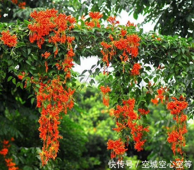 炮仗花，花开像炮仗，掌握盆栽造型技巧，轻松开爆盆