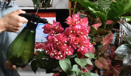 厨房有3种“垃圾”，养花能让植物蹭蹭长、远离黄叶