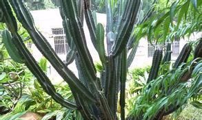 这2种花,有水就疯长,拦都拦不住,新手也会养,是盆栽佳品