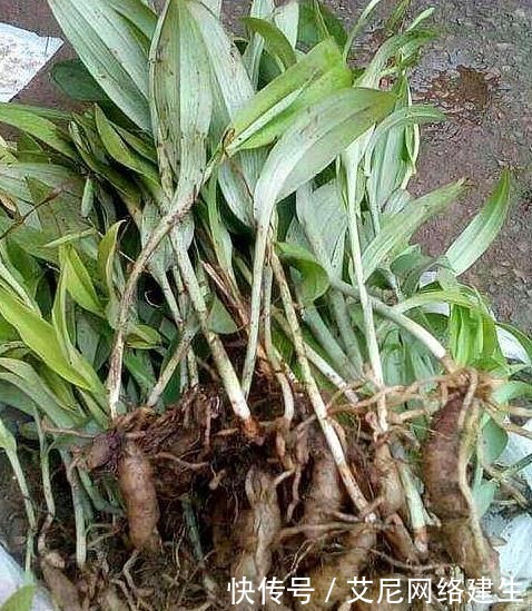 “它”被人称作“最丑”兰花,却因根茎有独特作用,深受男喜爱女