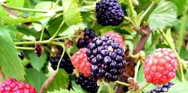 舌尖上的河南之新乡封丘来了!