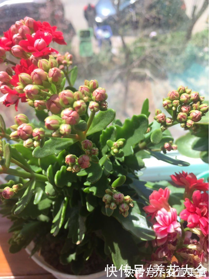 根系|养花烂根不光浇水太多,其实有4个原因,对症下药是关键