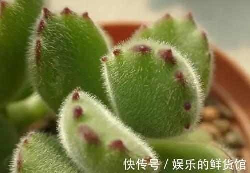 多肉长残的照片,看一次笑一次,根治各种抑郁