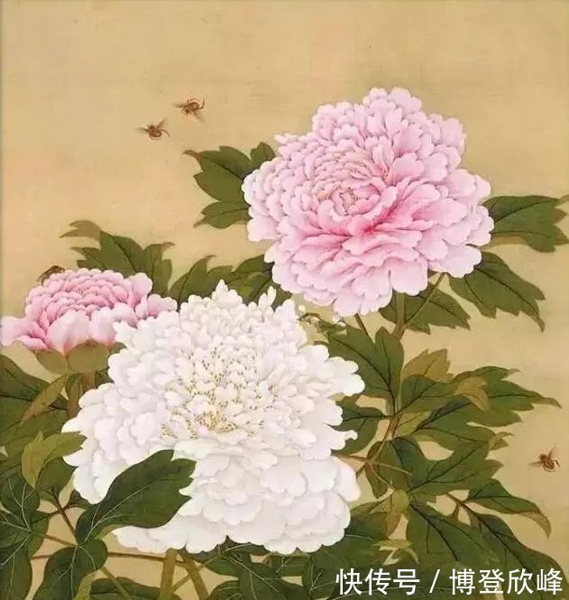 爱莲说|牡丹为什么被奉为“国花”,它有哪些与众不同的优势