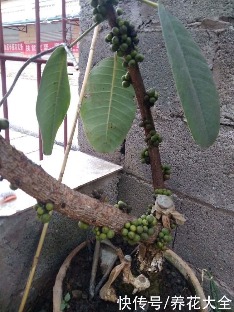 橡皮树也能开花？听说开花有好兆头，真是长见识了