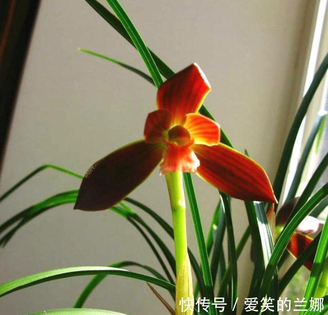 植物|这种植物堪称“国兰第一红”,红艳而不俗,新手也能养好
