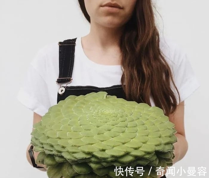 漂亮|20个难得一见的多肉植物,每一个都漂亮极了