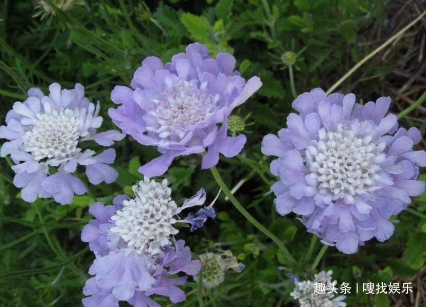 花色|此花花姿优美，紫色的花色呈现出梦幻色彩，寓意为不能实现的爱情