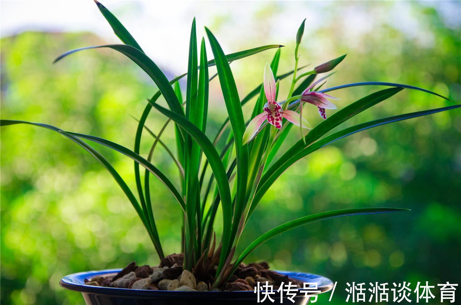 6种“硬气花”，冬天赶紧“扔出去”，冻一冻才壮，开花更劲爆