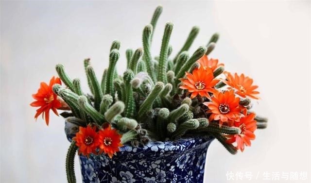 这2种仙人掌“爱开花”,一开一大片,比蟹爪兰还美!