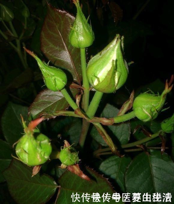 枝条|家庭月季花“剪枝”有窍门,定期修剪枝条,开花才会越开越多!