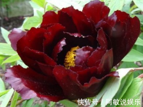 新手养花,不如养盆花中精品“初乌”,花色如墨,高贵而又厚重