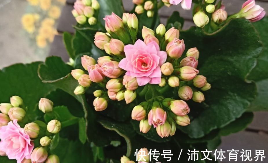 想要长寿花不装菜,秋冬的3点养护很重要,株型饱满,花苞满枝头