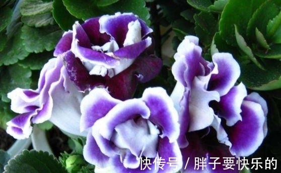 几款花卉好养易活,不闻不问,好养易开花,花香四溢飘满屋