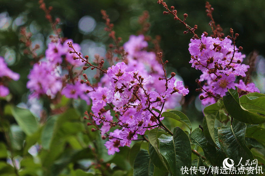 枝头|“紫薇仙子”展露枝头 福建厦门街头一派浪漫景象