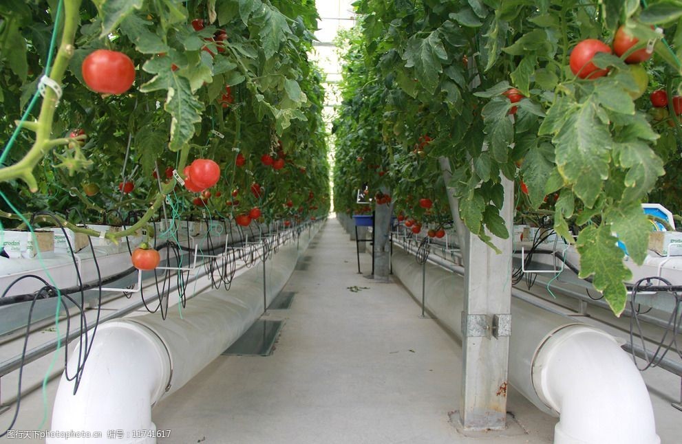 营养 月球上能不能种土豆?月壤没什么营养,但种菜已经不需要土了!