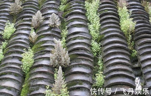 瓦松|瓦房上的1种“多肉”,都叫它“野草”,殊不知用处大,别拔